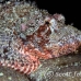 scorpionfish_tasseled_lsb_ki_h_0111_kom5695.jpg